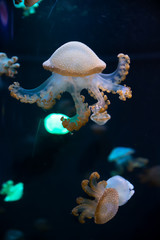 Obraz premium Close-up Jellyfish, Medusa in fish tank with neon light. Jellyfish is free-swimming marine coelenterate with a jellylike bell- or saucer-shaped body that is typically transparent.