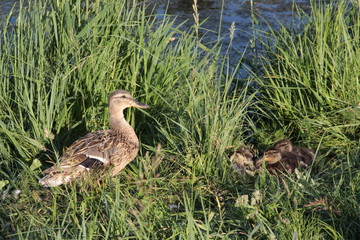 Duck and ducklings in the green summer grass near water in sun light