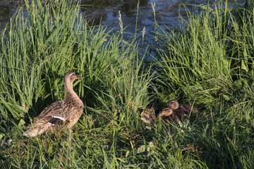 Duck and ducklings in the green summer grass near water in sun light