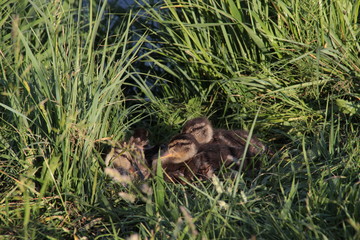 Naklejka na ściany i meble Little cute ducklings in gren grass in sun light