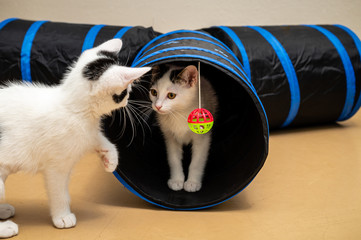 Two white kittens  with black markings playing in a tube with a hanging ball. © Mary Lynn Strand