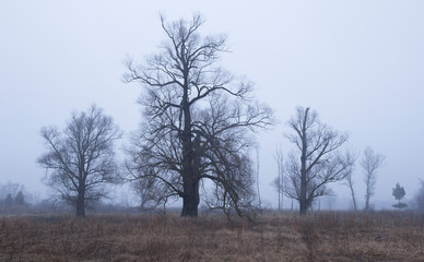 trees on a field at dusk