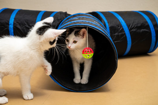 Two white kittens  with black markings playing in a tube with a hanging ball.