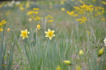 daffodil