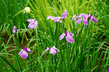 ハナショウブのカラフルな花が咲く