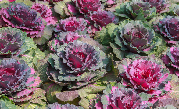 Pule Bilder Durchsuchen 211 Archivfotos, und Videos