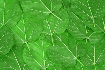 Naklejka na ściany i meble fresh green mulberry leaves as nature background