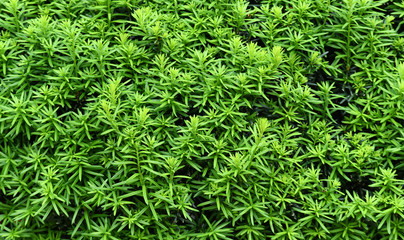 fresh green leaves as nature background