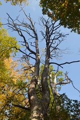 Old tree in the autumn forest