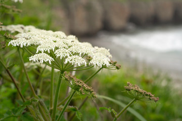 wild flowers on a green background