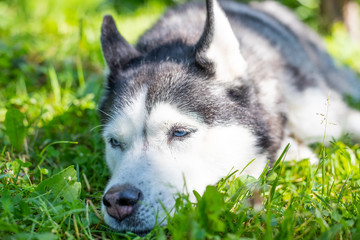 Portrait of Cute siberian husky lying on green grass.Husky dog is relaxing in a green field of grass at evening. Siberian husky against nature background. dog lying on ground in the park.