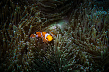 Fototapeta na wymiar Clownfish with sea anemone.