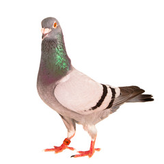 portrait full body of male speed racing pigeon bird isolate white background