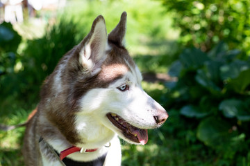 Close-up Portrait of lovely beige and white siberian husky dog with multicolored eyes in the green grass meadow on sunny day,Portrait of young adorable dog breed lying in the bright lawn at sunset