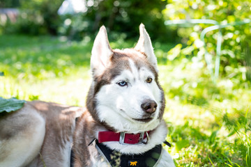 Close-up Portrait of lovely beige and white siberian husky dog with multicolored eyes in the green grass meadow on sunny day,Portrait of young adorable dog breed lying in the bright lawn at sunset