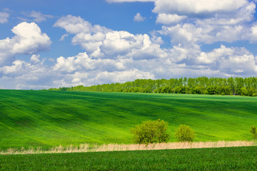 Fototapeta premium View of agricultural field with white fluffy clouds in blue sky at sunny summer day