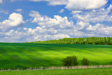 View of agricultural field with white fluffy clouds in blue sky at sunny summer day
