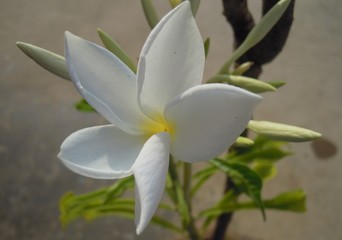 A blooming white flower with other buds.