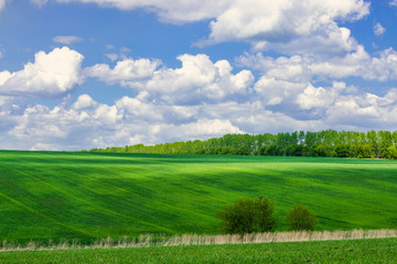 Fototapeta na wymiar View of agricultural field with white fluffy clouds in blue sky at sunny summer day