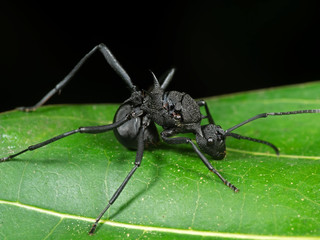 Macro Photo of Black Ant on Green Leaf