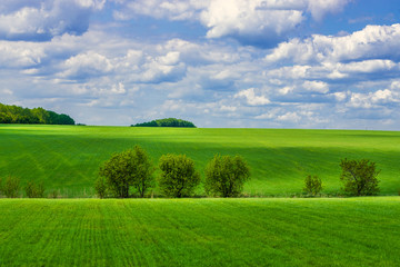 View of agricultural field with white fluffy clouds in blue sky at sunny summer day