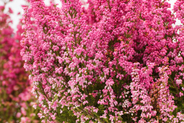 Blooming heathers in garden or park, concept of seasonal flowers