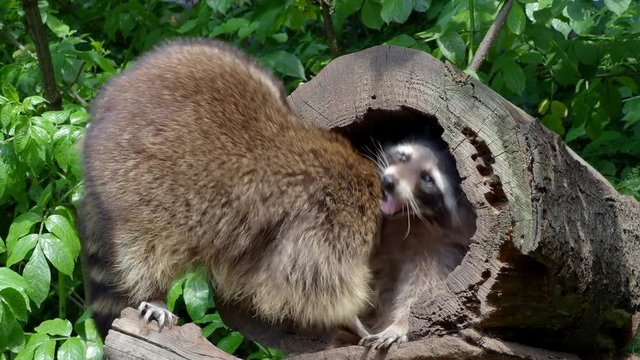 racoon in tree playing with friend