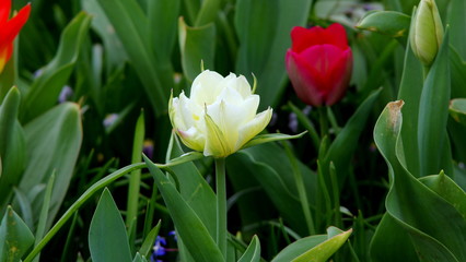 Red and white tulips in the garden