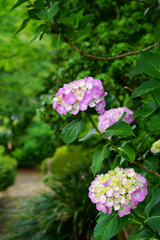 カラフルで華麗なアジサイの花が咲く