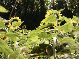 flowers in the garden