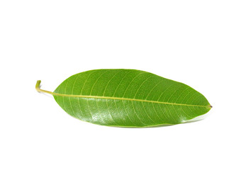 Fototapeta na wymiar Mango leaves leaf on white background.