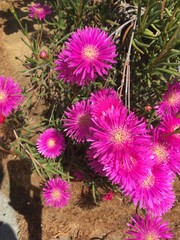 pink flowers in garden