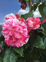 pink rose in the garden