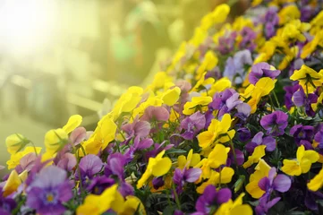 Rolgordijnen Multicolor pansy flowers or pansies as background or card. © Александр Байдук