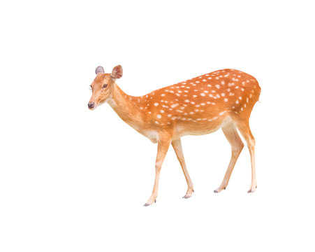 Young dear standing and look at camera isolated on white background with clipping path