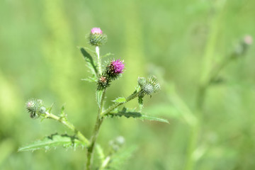 Thistle flowers on the lawn on a summer day close up	