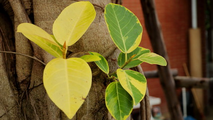 Banyan leaves, yellow and green