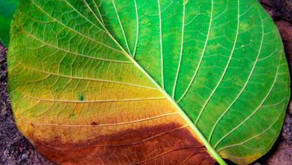 The dead leaves are dry. The top view is for the design.