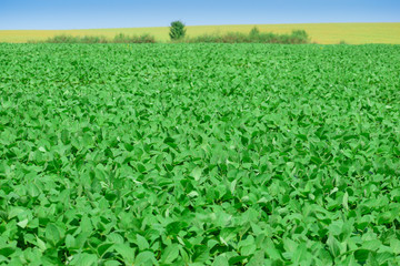 Fototapeta na wymiar Soybeans on the field