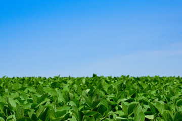 Fototapeta na wymiar Soybeans on the field