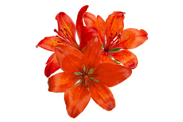 Red lilly flower head