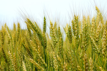 Ripening rye on the field