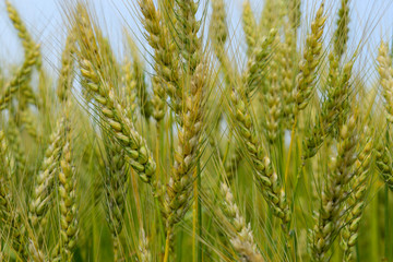 Ripening rye on the field