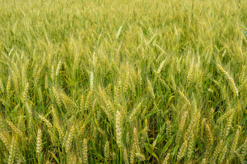 Ripening rye on the field