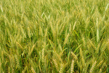 Ripening rye on the field