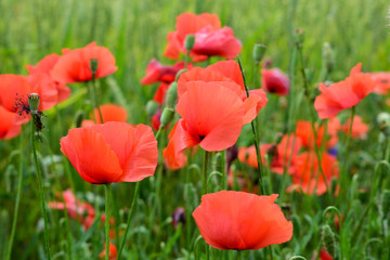 Obraz premium Maki w polu