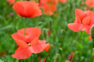 Fototapeta premium Poppies in the field