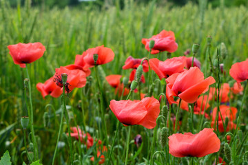 Poppies in the field