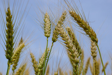 Ripening rye on the field