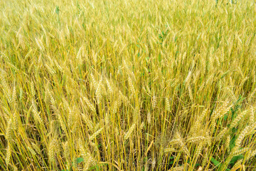 Ripening rye on the field
